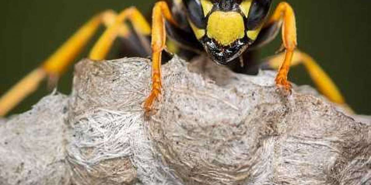 How To Escape From Wasp During This Summer?