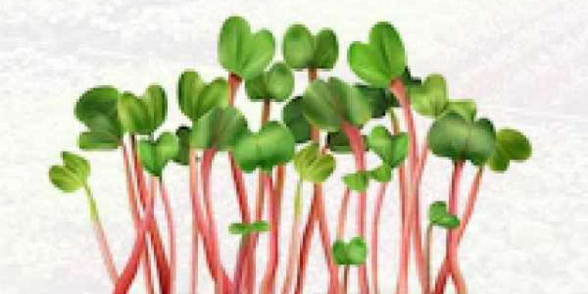 Microgreens Market 2022 Growing Demand and Business Outlook 2029
