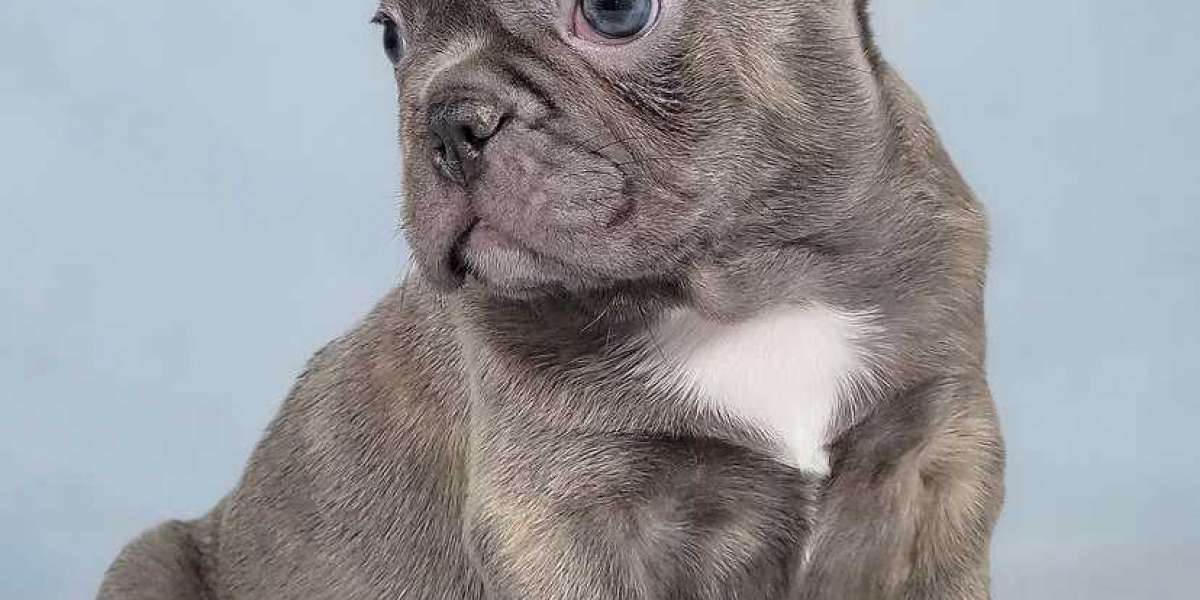 French Bulldog Puppies for Sale -French Bulldog Puppies