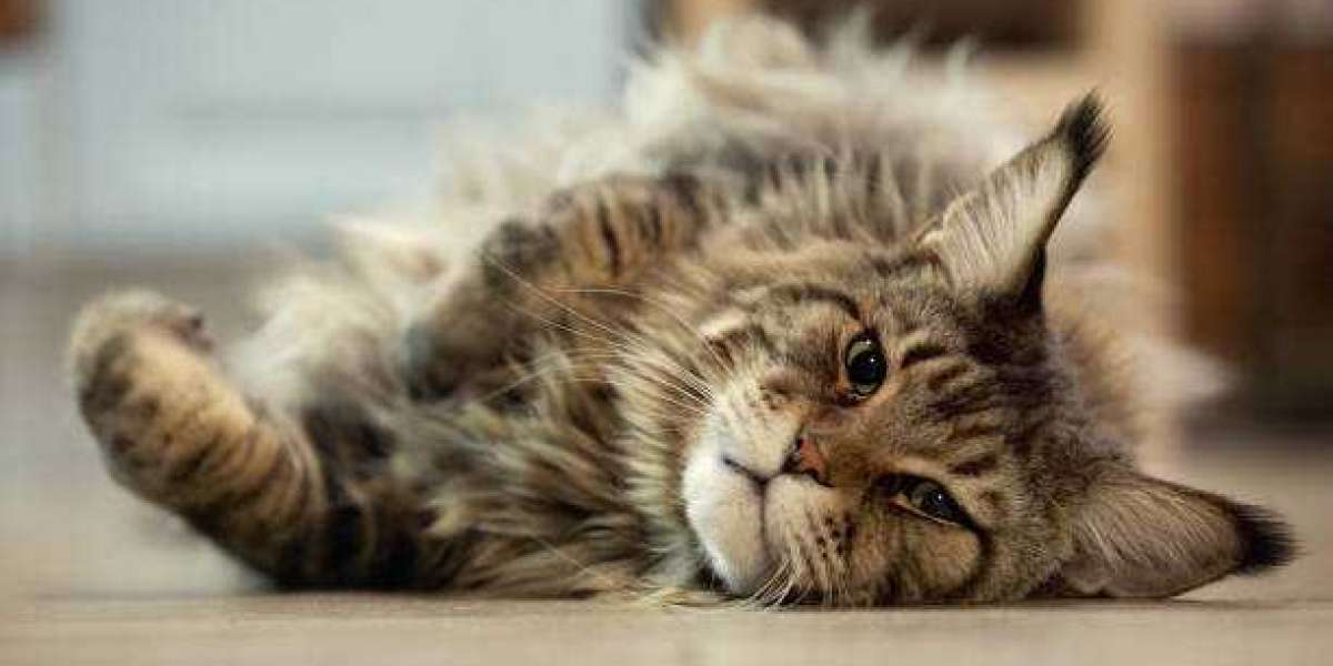 Finding the Perfect Maine Coon Kitten for Sale: What You Need to Know