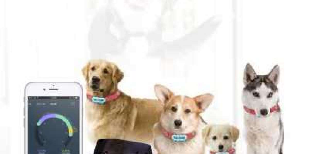 Pet Wearable Market Data | Industry Insights as Per Analysis, Latest Report 2029