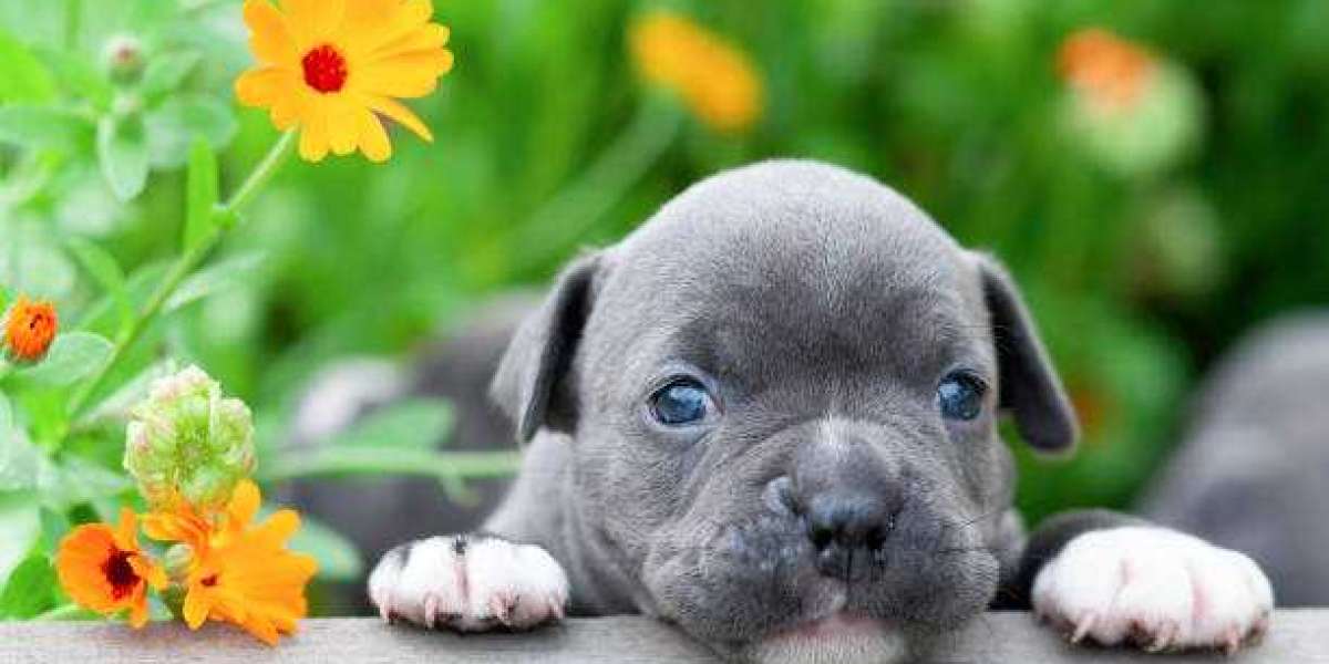 Understanding the American Bully Breed: Characteristics and Traits