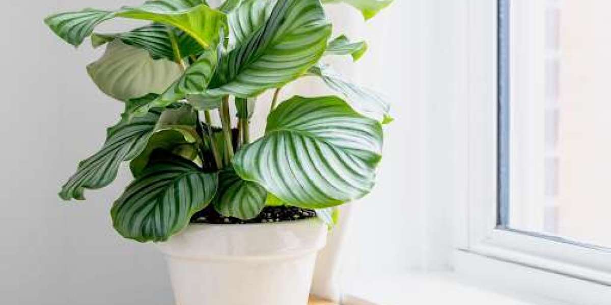 Unlocking The Secrets of Calathea Care | Tips And Tricks For Thriving Plants