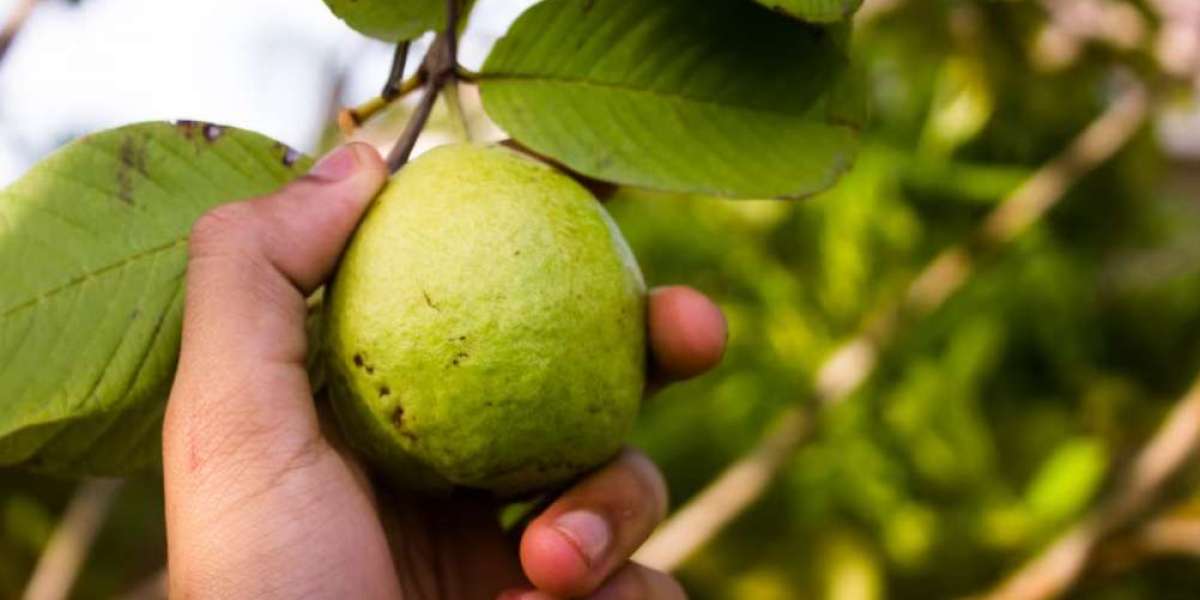 Guava is beneficial to your health.