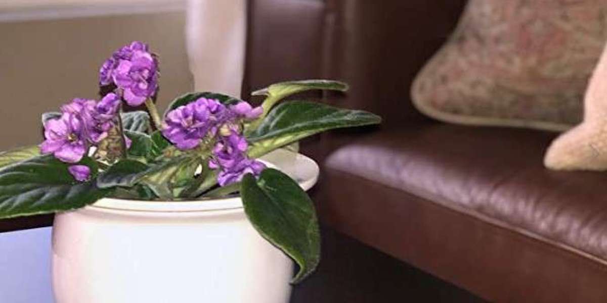 Why Self Watering African Violet Pots Are the Perfect Choice for Busy Gardeners