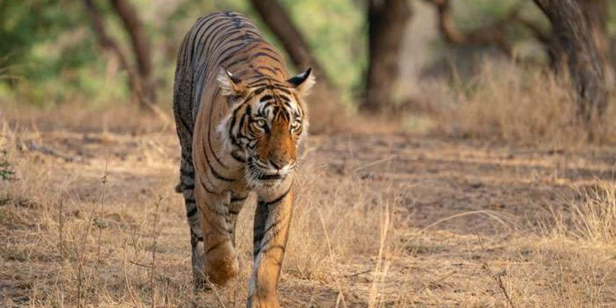 Is Ranthambore Safari Better in the Morning or Evening?