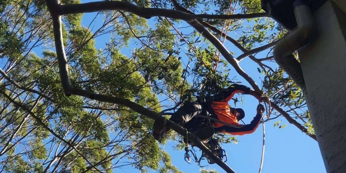 What are the benefits of tree pruning service?