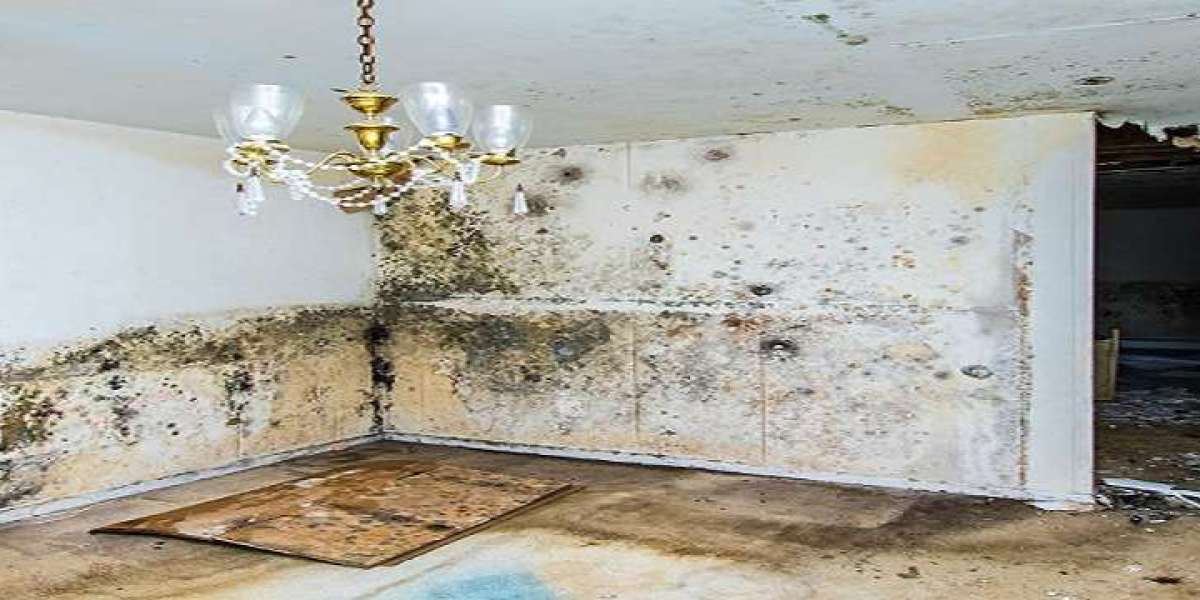 Why It's So Important to Dry the Carpet as Soon as Possible