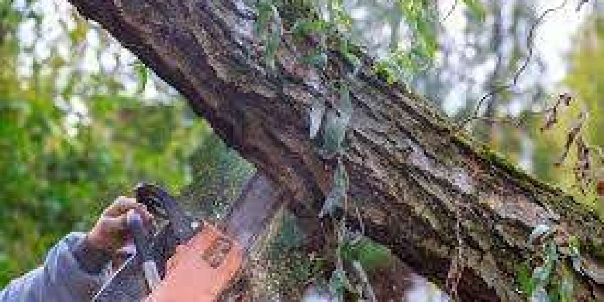 Tree Removal in Van Nuys: Safely and Efficiently Transforming Your Landscape