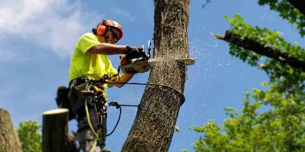 Tree Removal Van Nuys: Expert Tips for Safe and Efficient Tree Removal