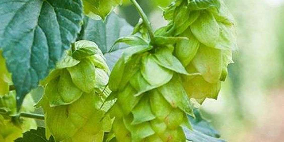 Global Hops Market Size and Forecast to 2030