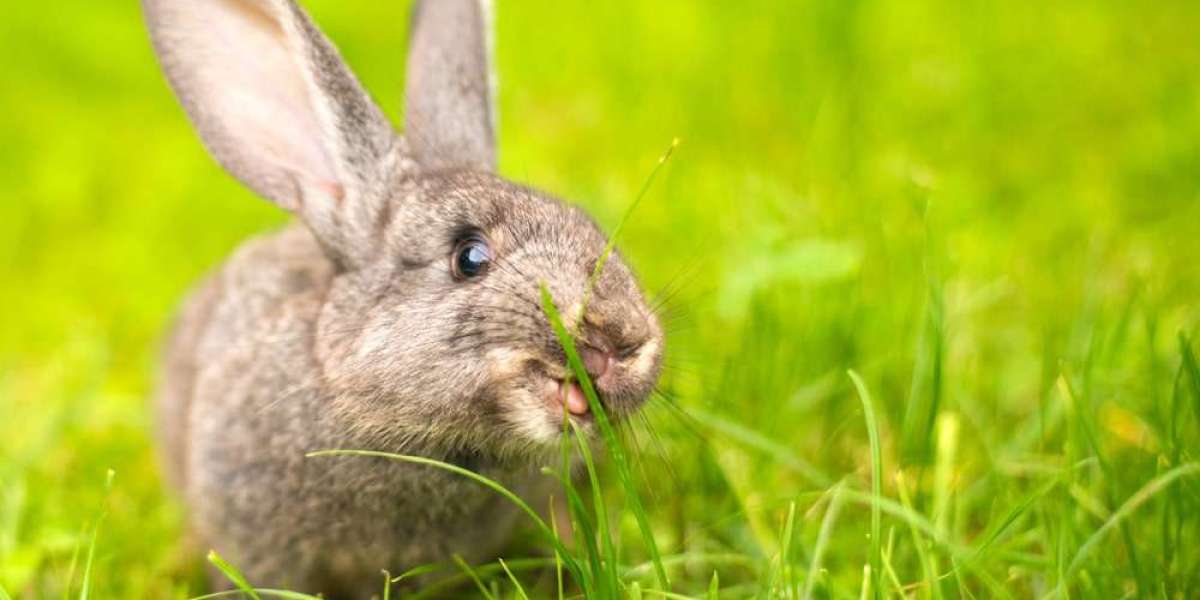 Bunny Baby Countdown: Understanding Rabbit Pregnancy Duration
