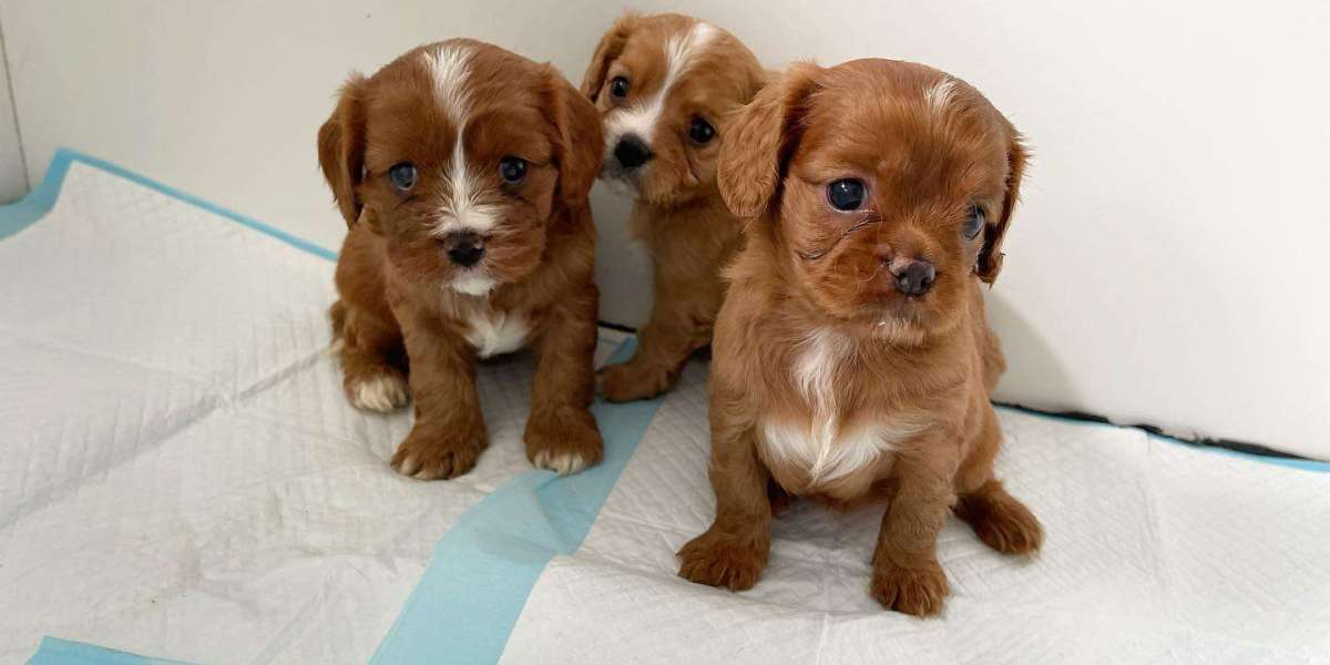 Discover Your Perfect Companion: Cavoodle Puppies for Sale