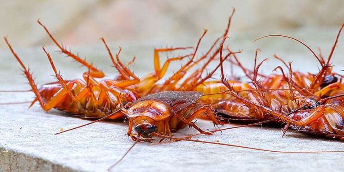 Safe and Sound: Eco-Friendly Cockroach Control for Your Home