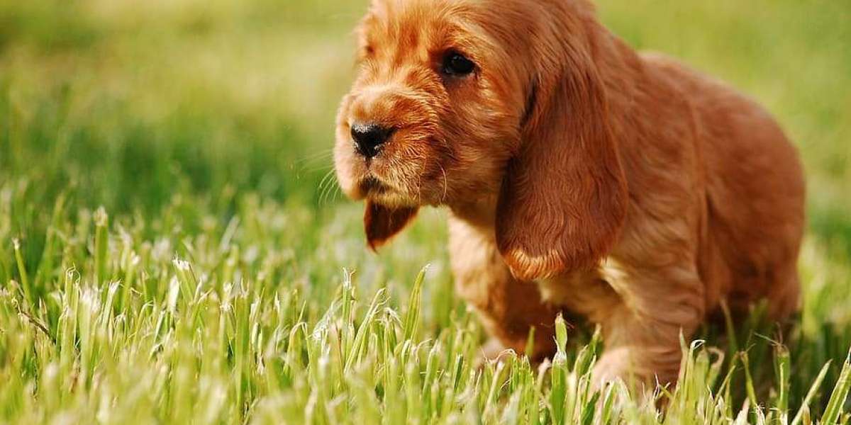 Cocker Spaniel Puppies For Sale In Pune At Best Prices