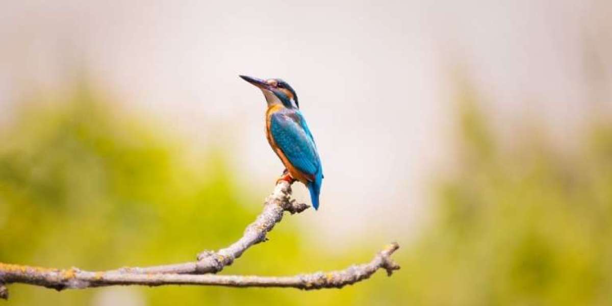 Top 3 Smallest Bird in India