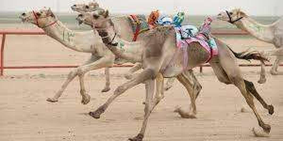 Gallop Along the Azure Shores: Horseback Riding on Qatar's Beaches