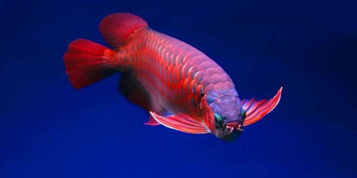 Arowana Fish | Information, Price, Types, 8 Facts, Are They Good?