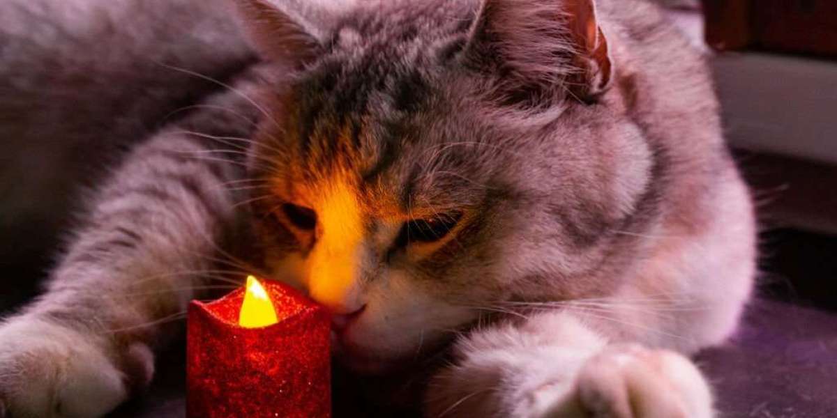 Unraveling the Feline Perception of Light