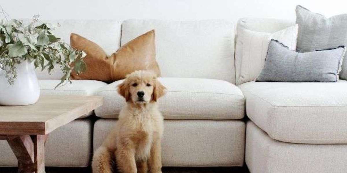 Transform Your Space: Creating a Pet-Friendly Home Decor Haven
