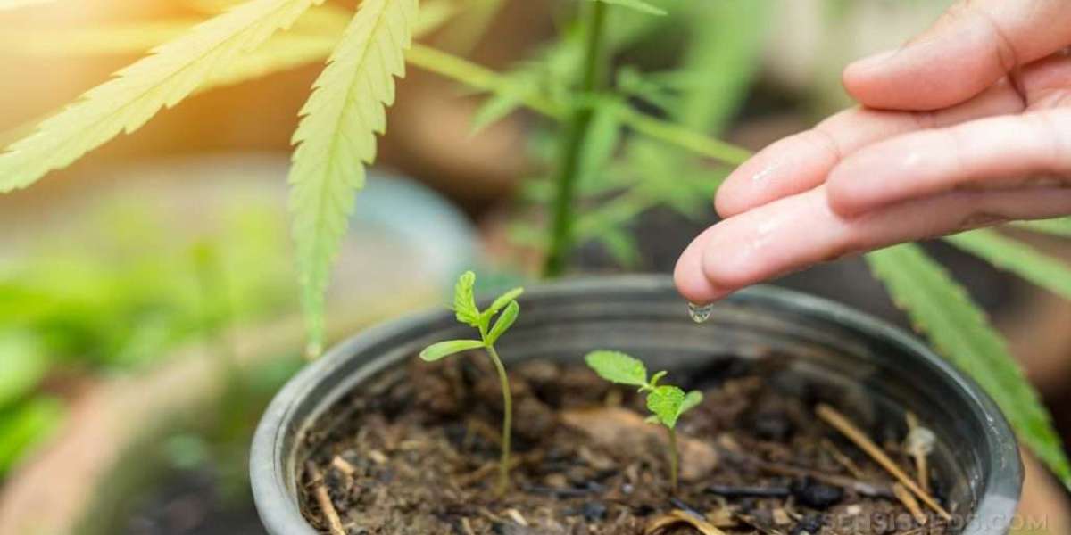 Navigating the Market: Where to Find Reliable Cheap Cannabis Seeds