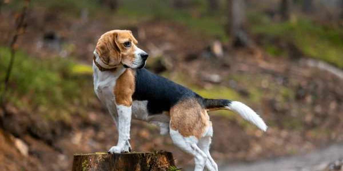 Your New Best Friend: Beagle Puppies for Sale, Delhi