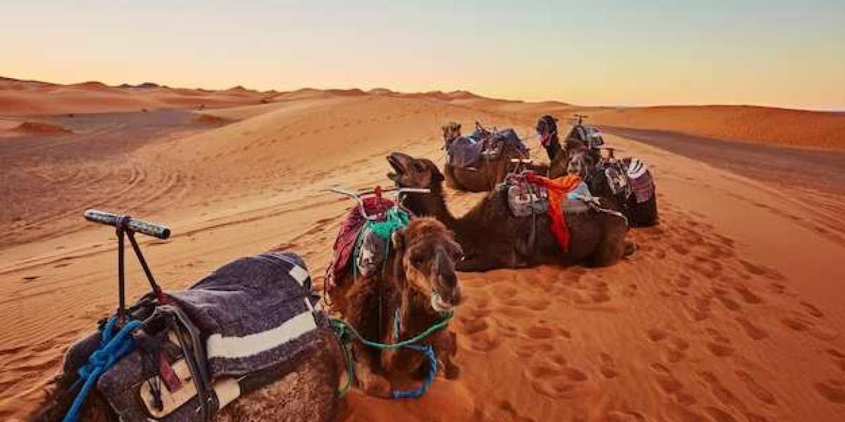 Maximise Your Experience: 5 Essential Tips for Choosing an Abu Dhabi Morning Desert Safari Tour