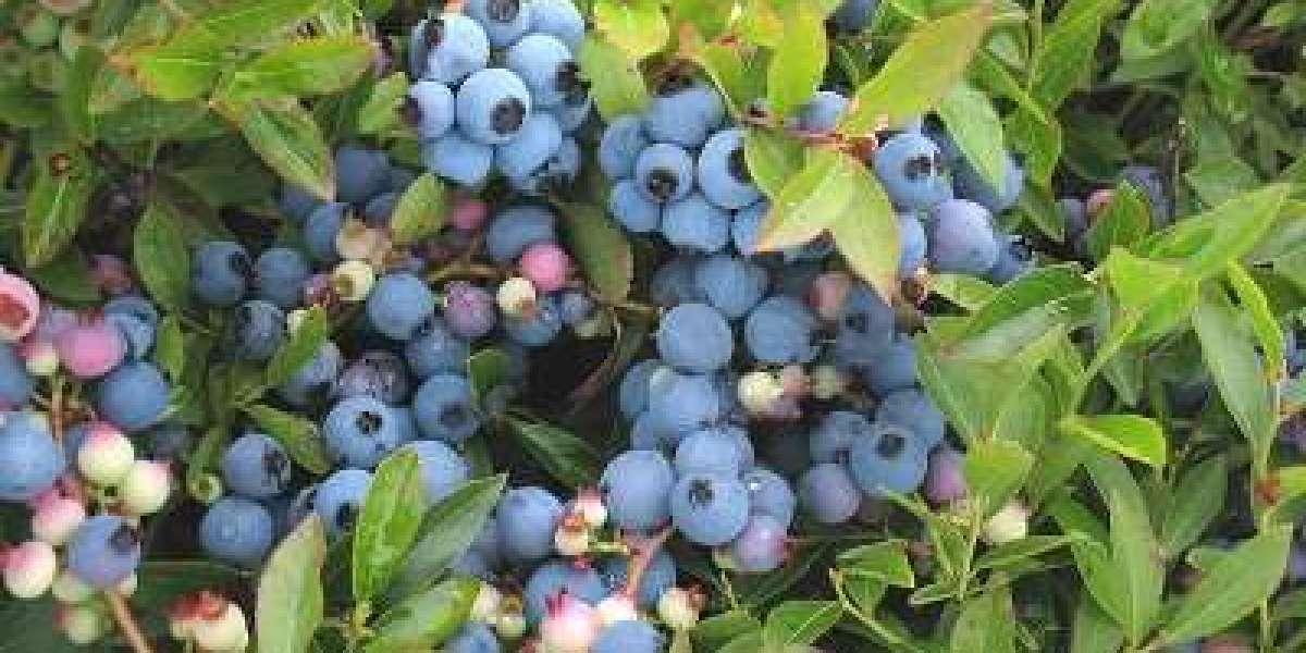 Unleash Wellness with Blueberry Lowbush Powder at Organic Powder Pure