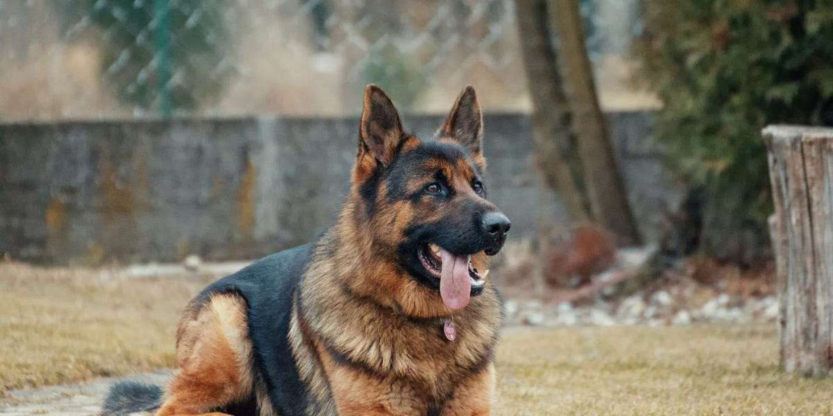 German Shepherd Puppies for Sale in Delhi: Finding Your Perfect Canine Companion