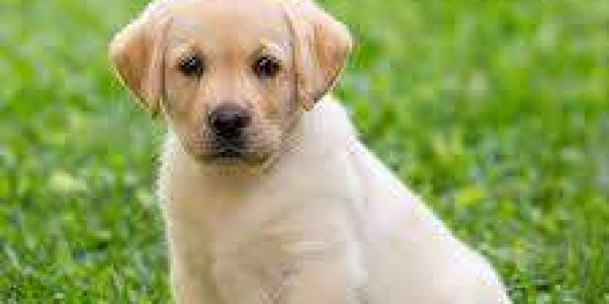 Exploring Labrador Retriever Puppies for Sale in Delhi at Best Prices