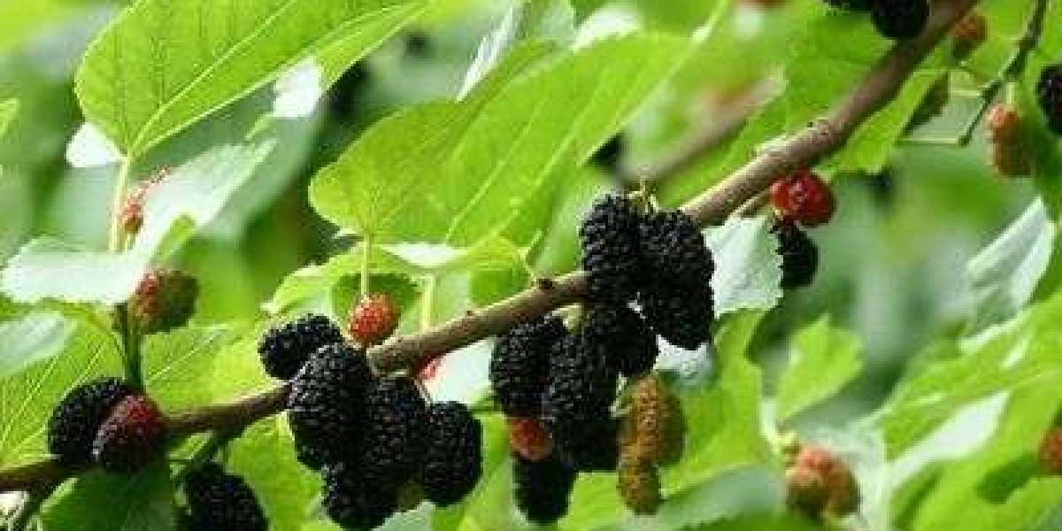 Organic Powder Pure: Black Mulberries Powder