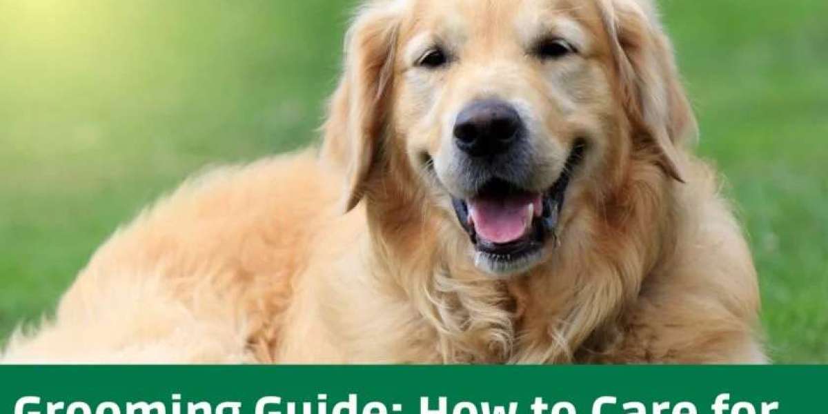 Golden Retriever Grooming Guide: How to Care for Your Golden Retriever's Coat – AvaniGo.