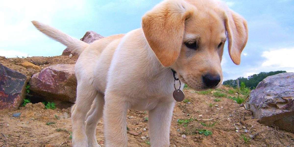 Finding Your Perfect Companion: Labrador Retriever Puppies For Sale In Jaipur