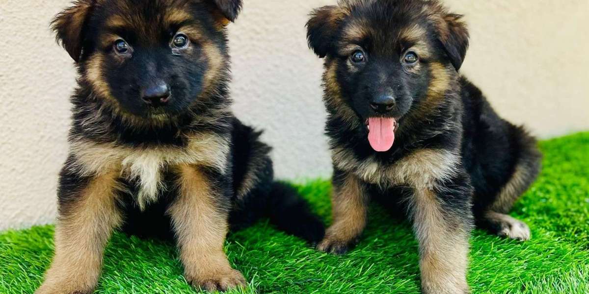 Discovering German Shepherd Puppies for Sale in Jaipur: A Guide to Finding Your Perfect Companion
