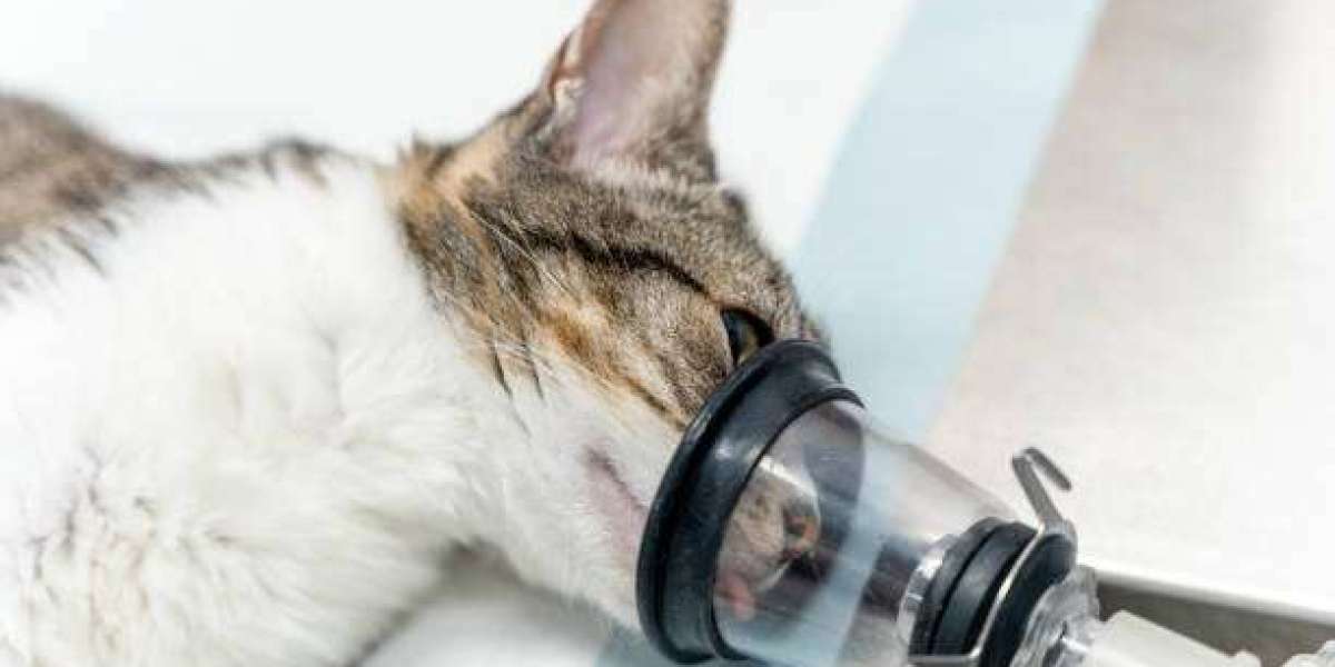 Animal Biofeedback Device in Montgomery: Revolutionizing Pet Healthcare
