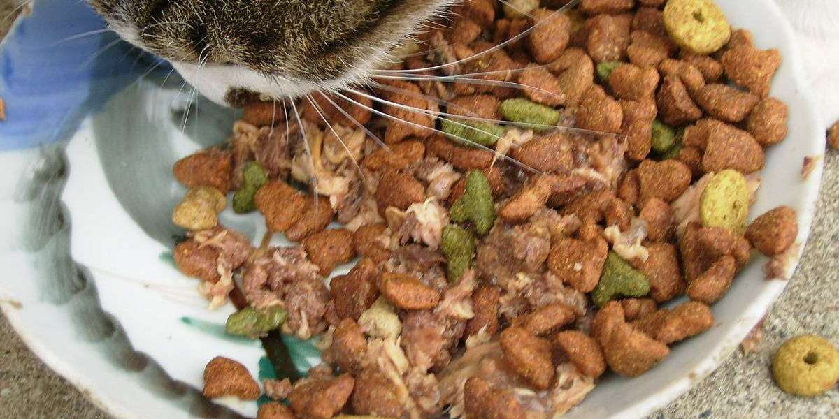 UAE Cat Food Market Share, Industry Size, Trends 2024-2032