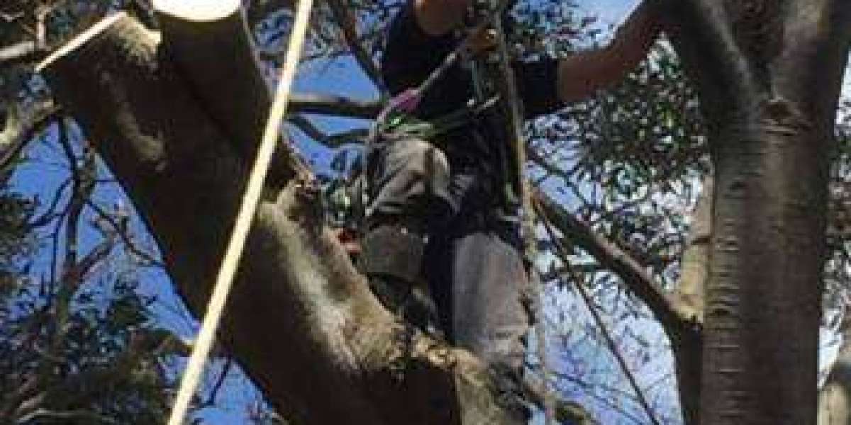 Professional Tree Lopping Services in Eastern Suburbs -Sydney