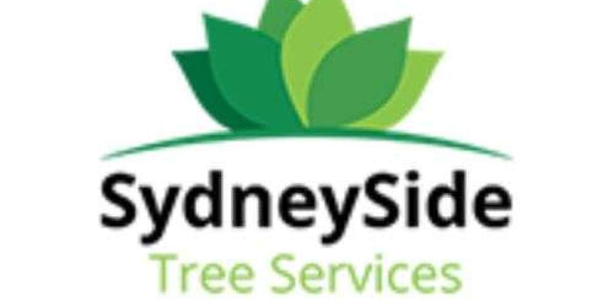 Tree Lopping Services Sydney: Trusted Experts in Tree Maintenance and Care
