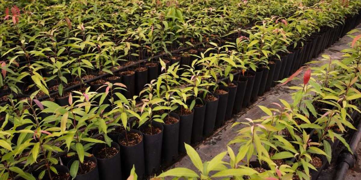 Cassava Planter Market Growth Strategies Unveiled