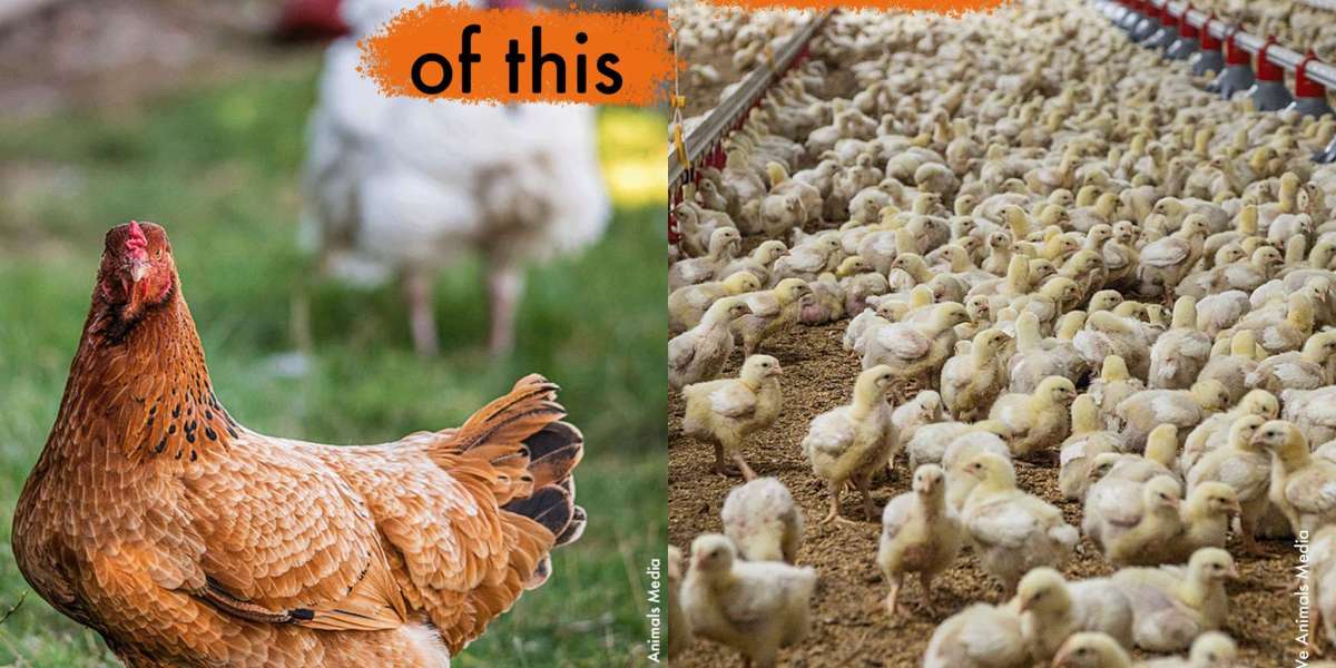 The Intersection of Factory Farming and Animal Rights