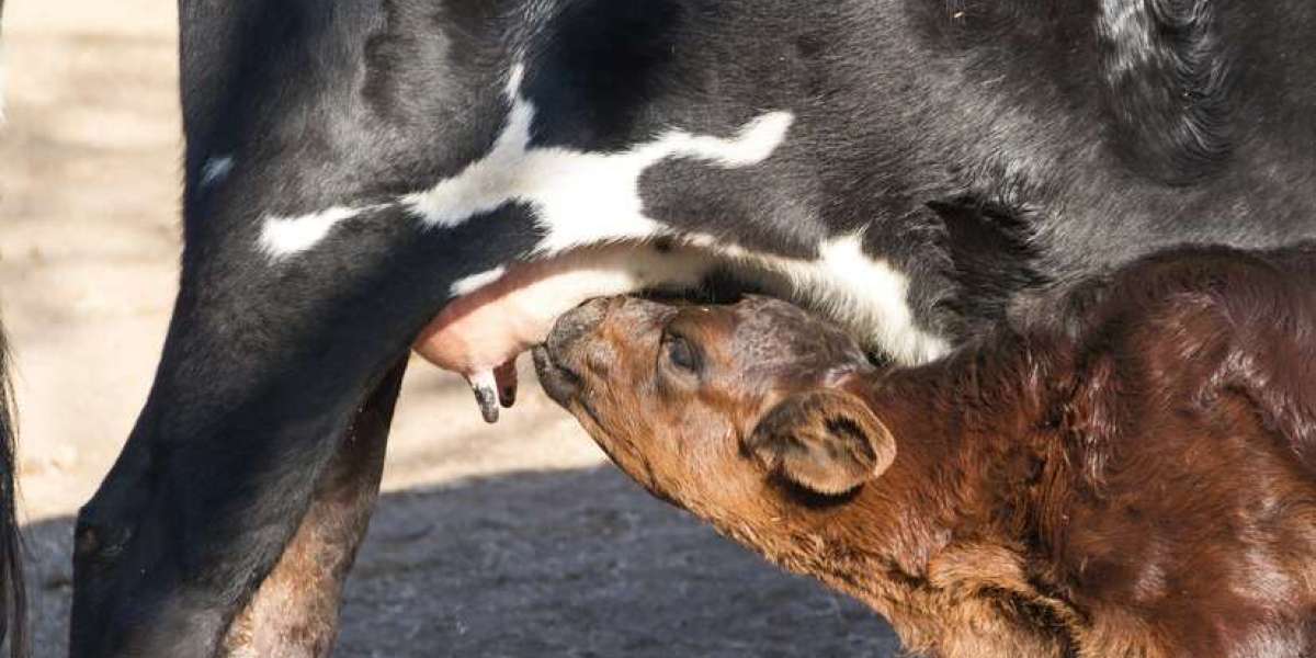 bovine mastitis market to Develop New Trend