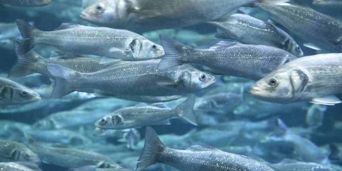 Norway Aquaculture Market Growth Analysis, Report 2024-2032