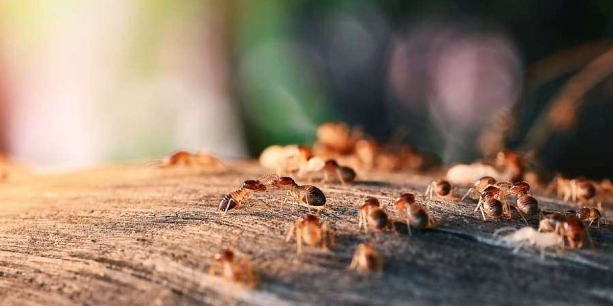 Fight the Bite: Essential Pest Control for Your Home