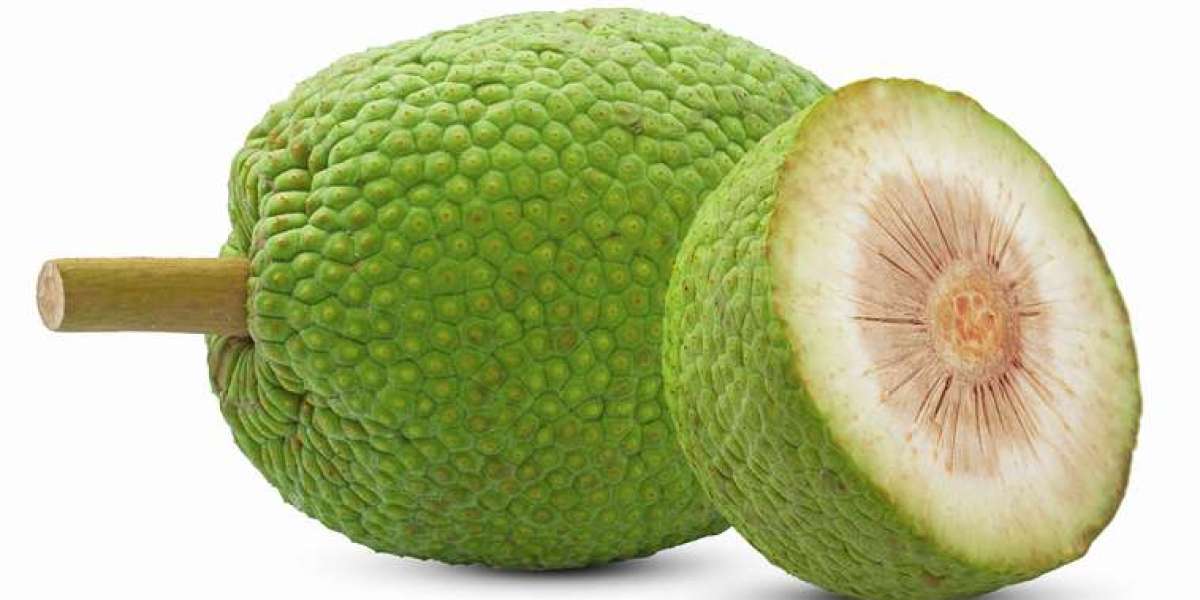 Breadfruit Processing Plant Project Report 2024: Business Plan, Manufacturing Process, and Cost Analysis | Syndicated An