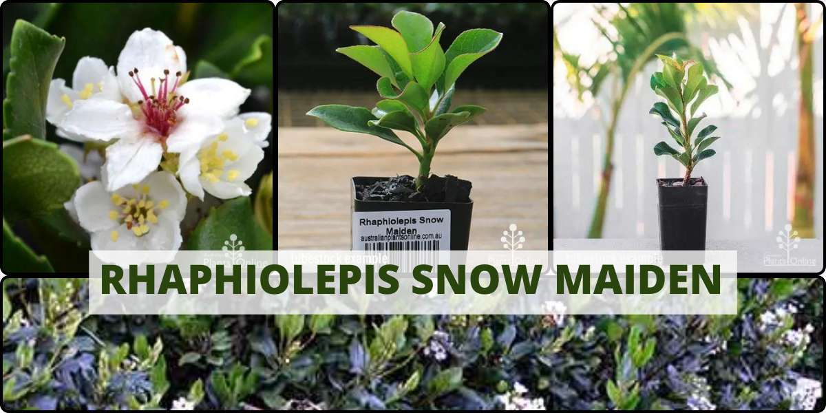 Discover Rhaphiolepis Snow Maiden: Aussie Plants Online