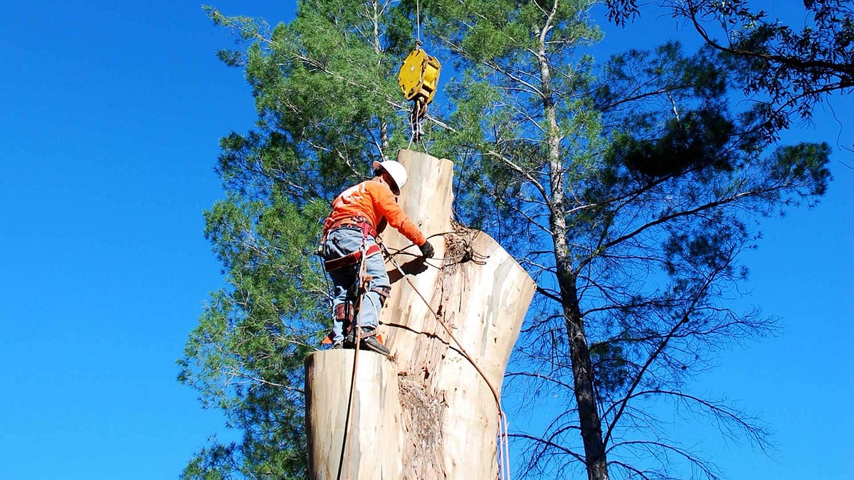 Preserve Landscape Beauty: Why Professional Tree Cutting Services Sydney Matter | by Sydney Side Tree Services | Apr, 2024 | Medium