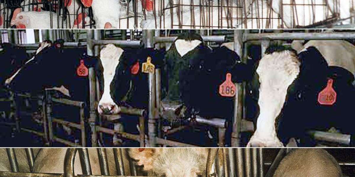 Mengungkap Bahaya: Bahaya Industri Daging yang Tersembunyi