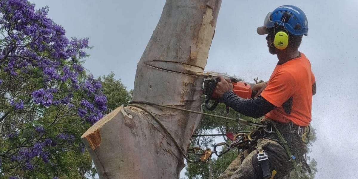 Ensuring Safety and Beauty: The Vital Role of Timely Tree Removal on the Northern Beaches