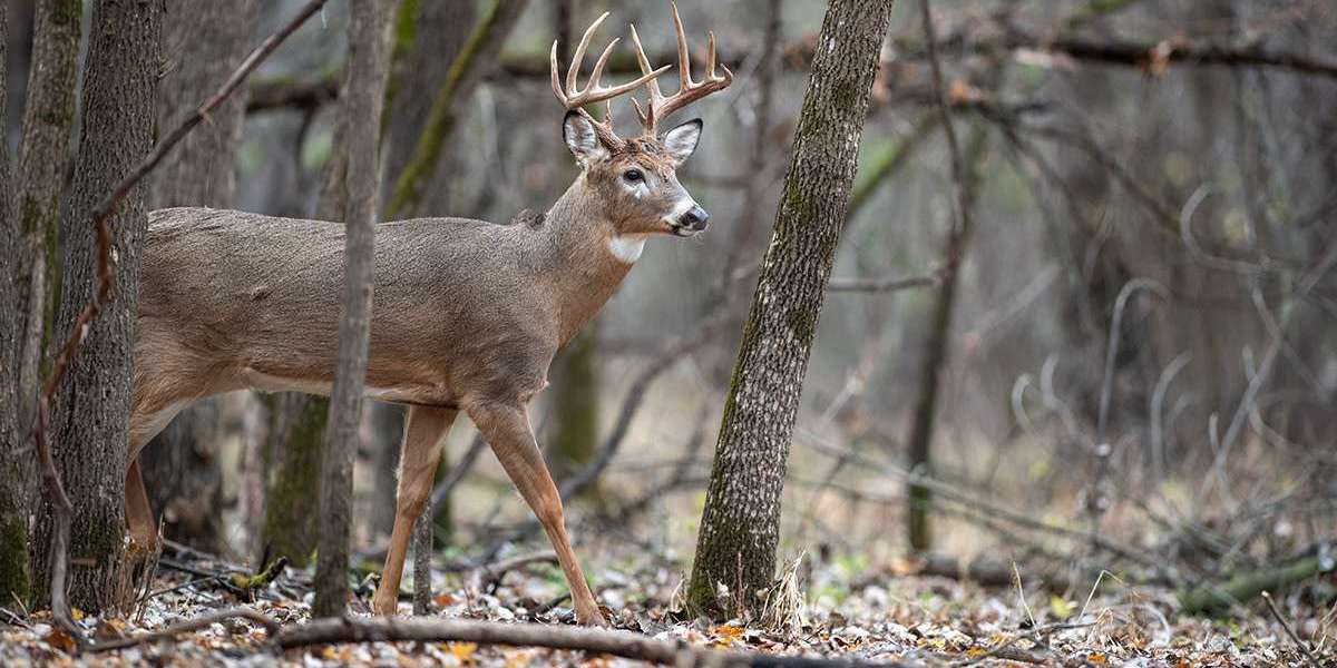 Trophy Whitetail Hunting Packages: A Hunter's Dream