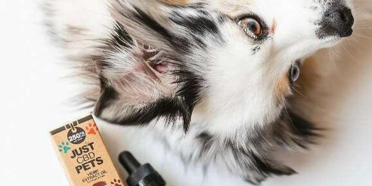 Unveiling the Benefits of CBD for Your Furry Friends